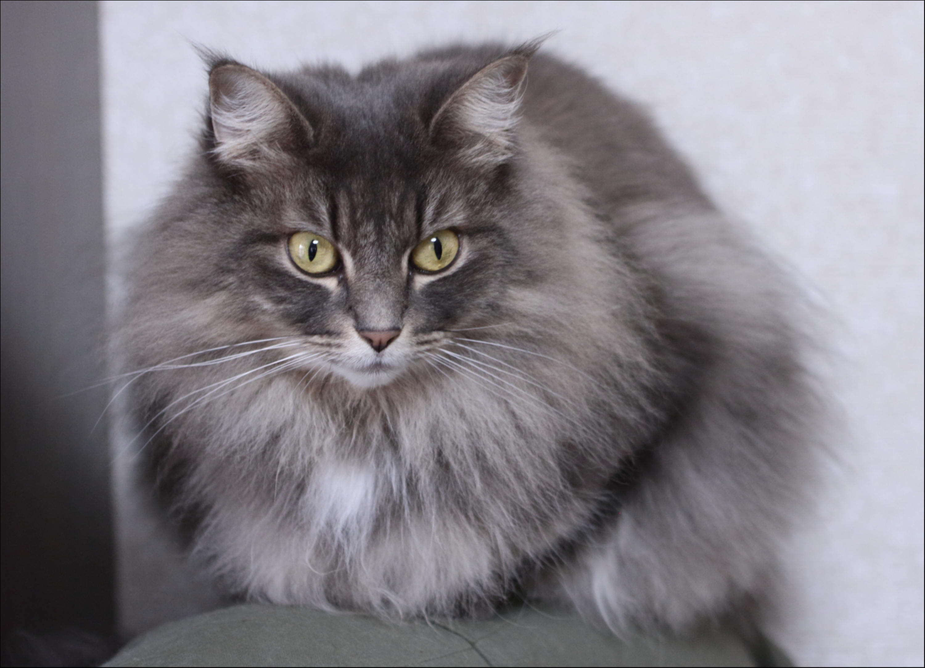 解決 八千代市萱田町 大和田 シマシマグレーの長毛猫探しています 迷い猫 Net 迷子ペット掲示板サイト
