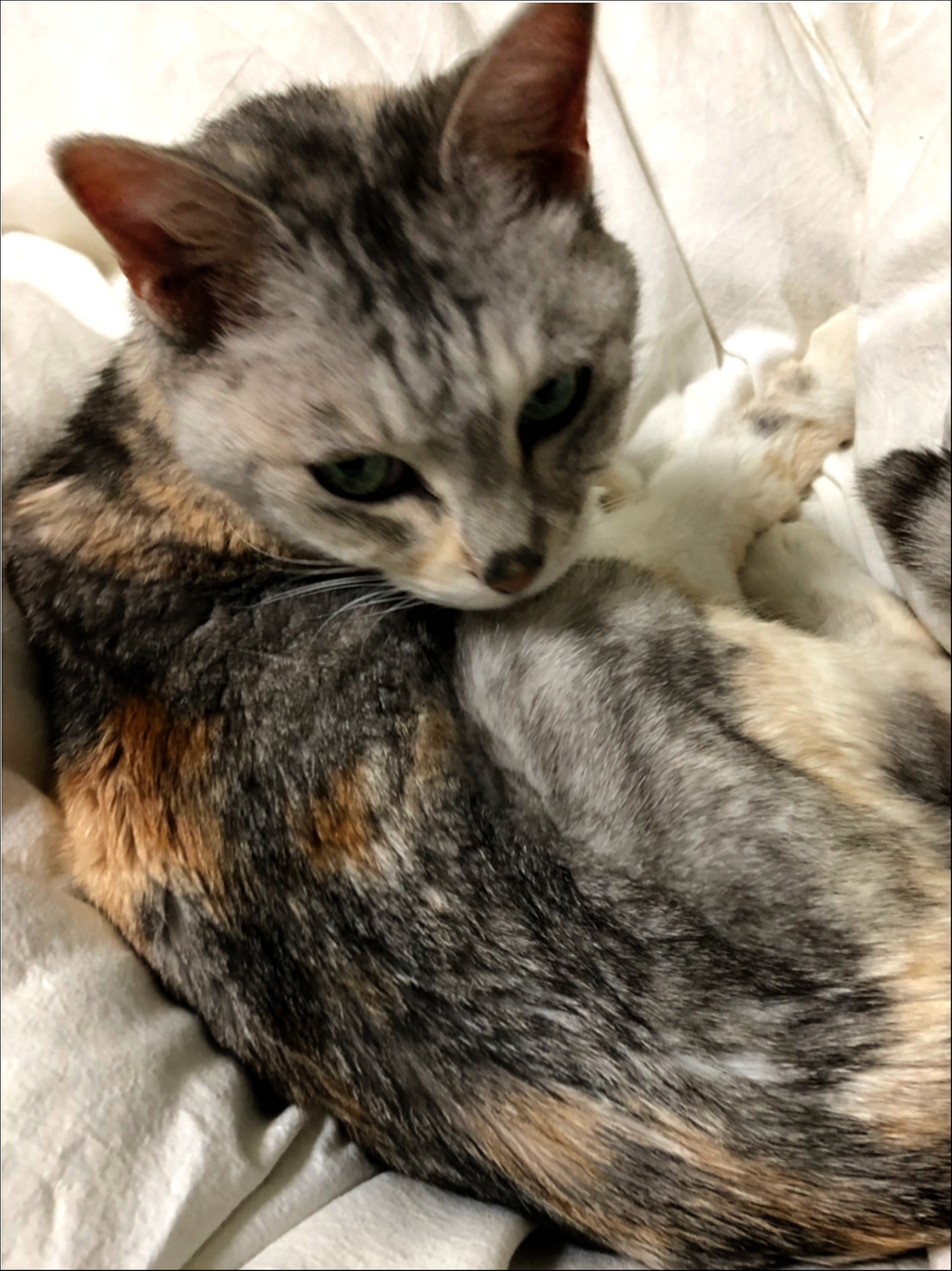 戸田市新曽 グレー白 茶 メス猫 迷い猫 Net 迷子ペット掲示板サイト
