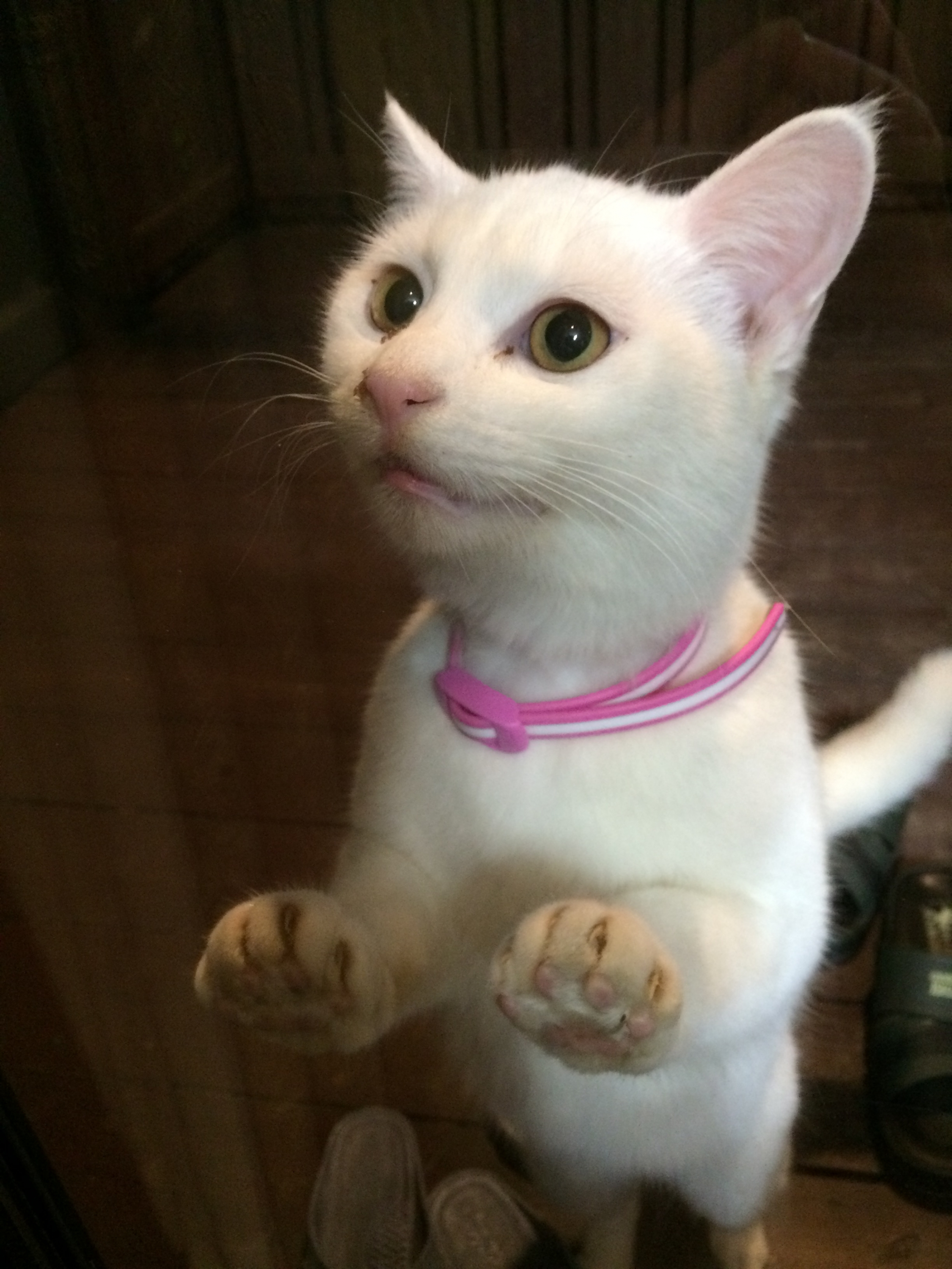 迷い猫がいます 白猫 ピンクの首輪 迷い猫 Net 迷子ペット掲示板サイト