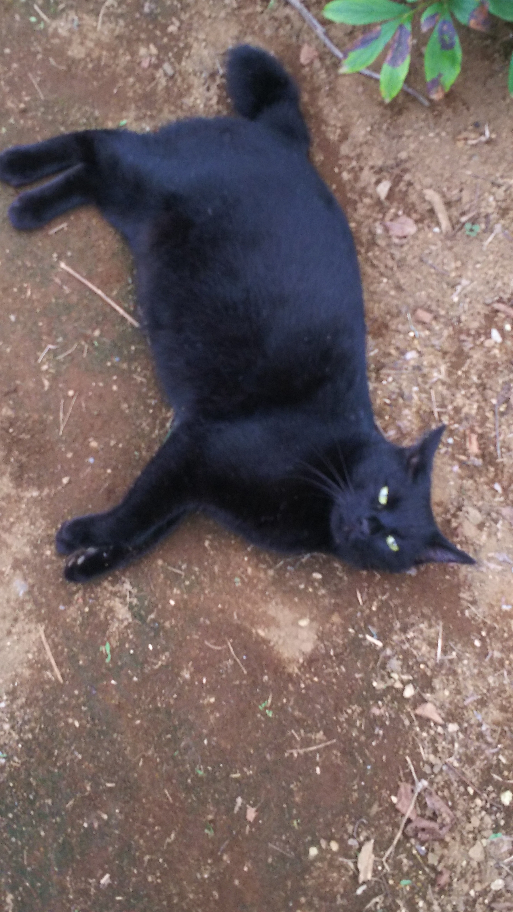 品川区 目黒区でしっぽの短い黒猫を探しています 迷い猫 Net 迷子ペット掲示板サイト