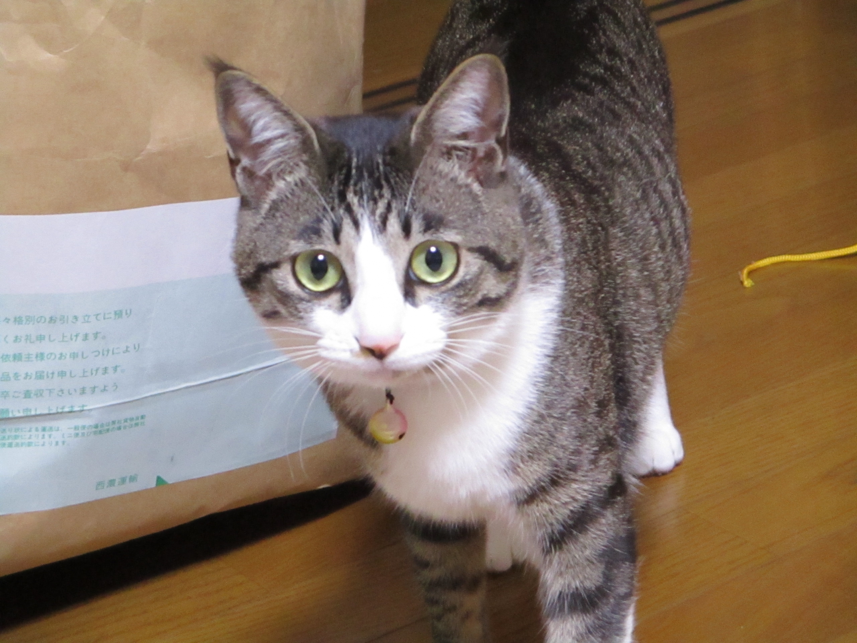 確保】[愛知県一宮市]猫を探しています。グレーのトラ猫 迷彩柄の首輪 