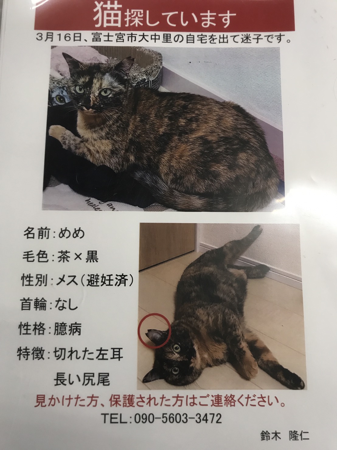 静岡県富士宮市 迷い猫 Net 迷子ペット掲示板サイト