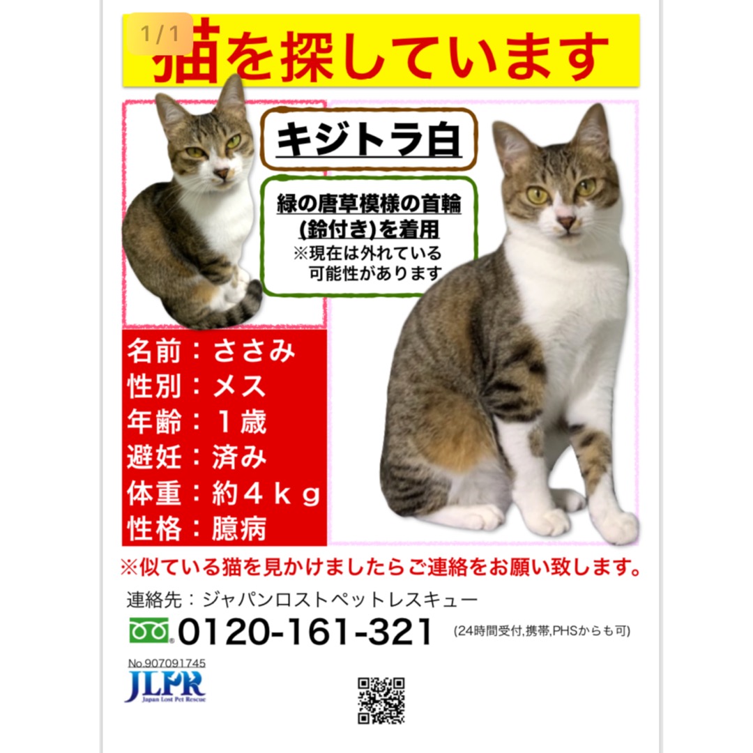 横浜市戸塚区上矢部町 キジ白猫さがしてます 迷い猫 Net 迷子ペット掲示板サイト