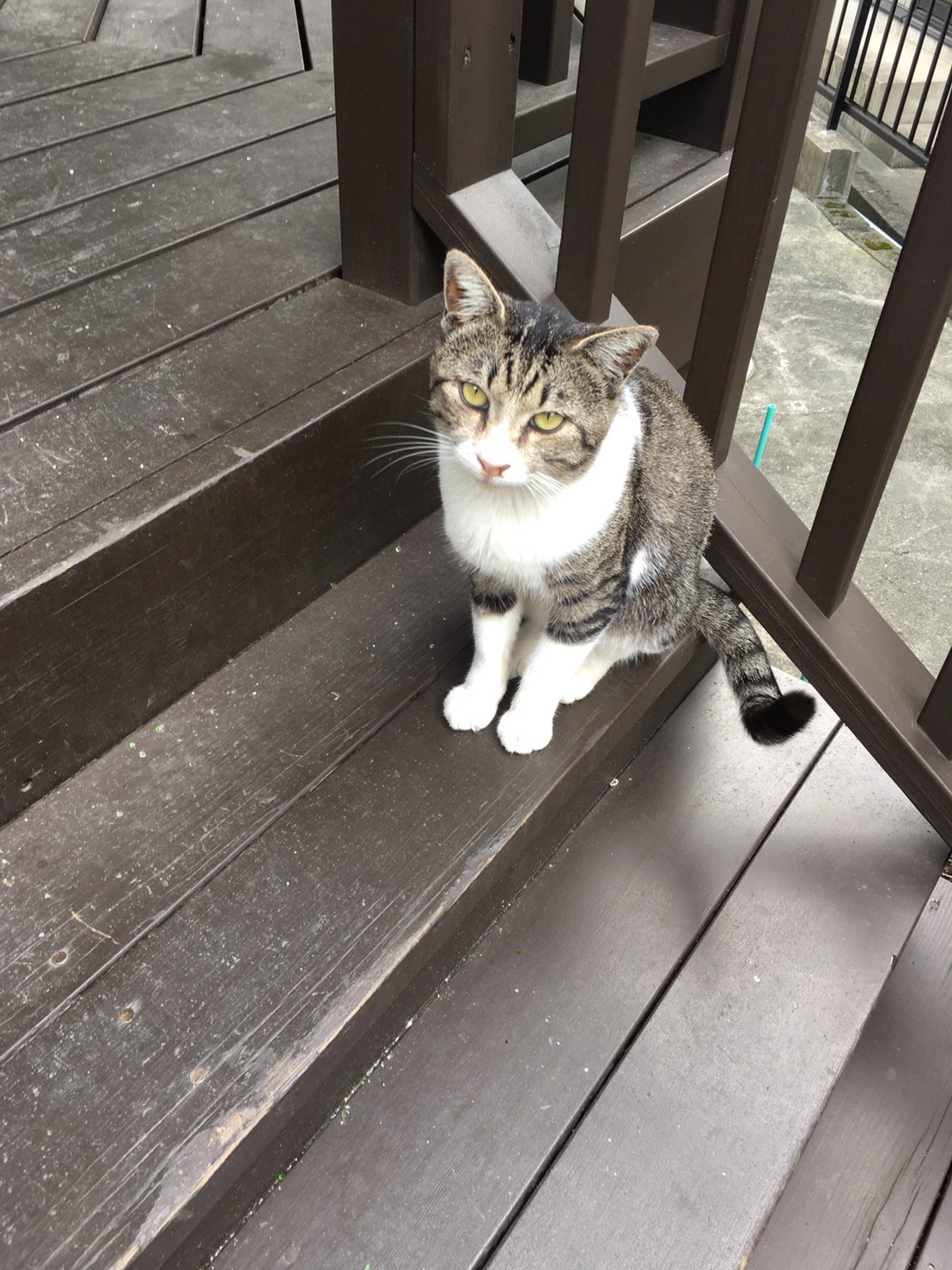 迷子の猫探しています 半田市乙川 迷い猫 Net 迷子ペット掲示板サイト