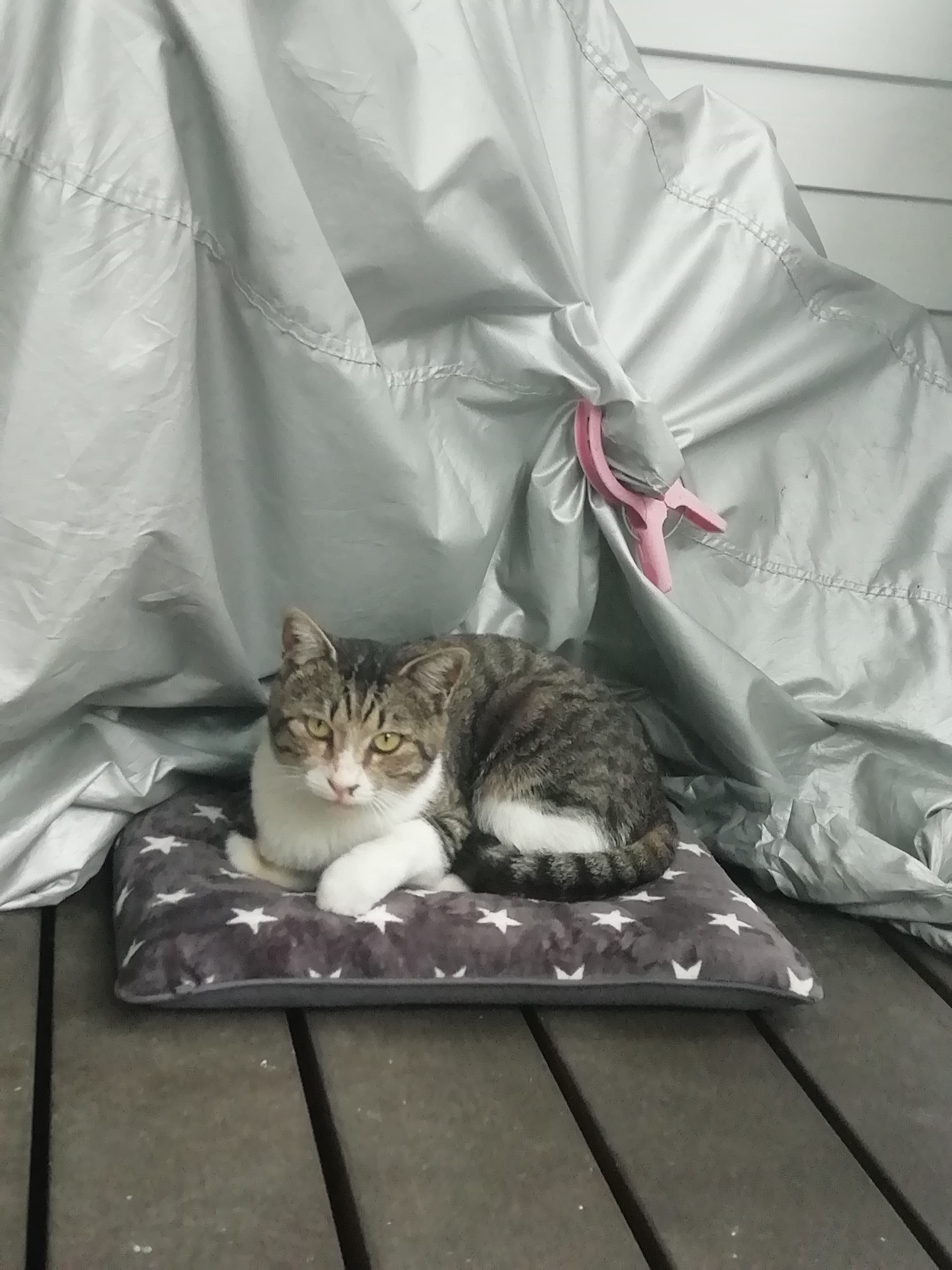 迷子の猫探しています 半田市乙川 迷い猫 Net 迷子ペット掲示板サイト