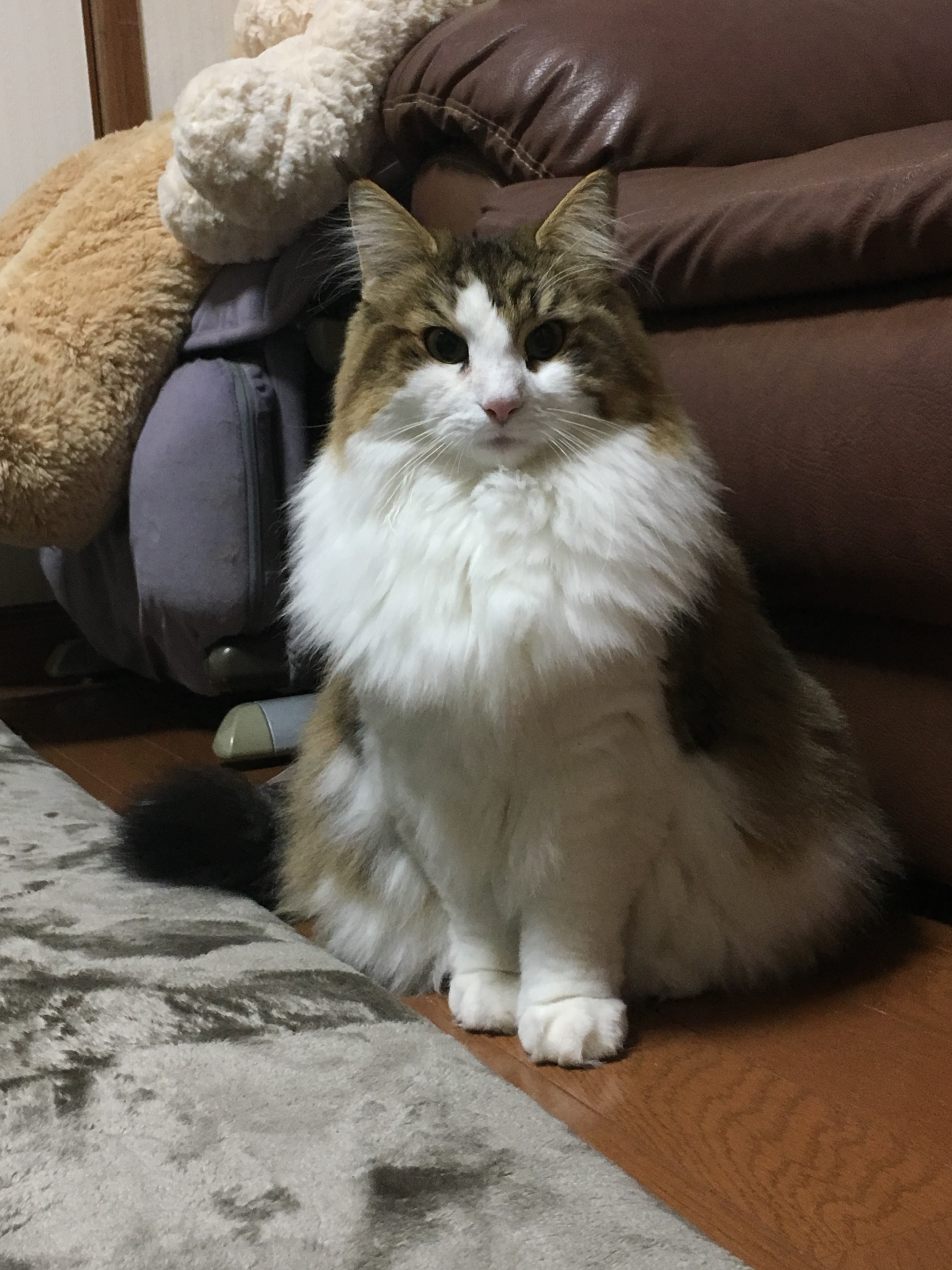 横須賀市でキジ白のノルウェージャンフォレストキャットを探しています 迷い猫 Net 迷子ペット掲示板サイト