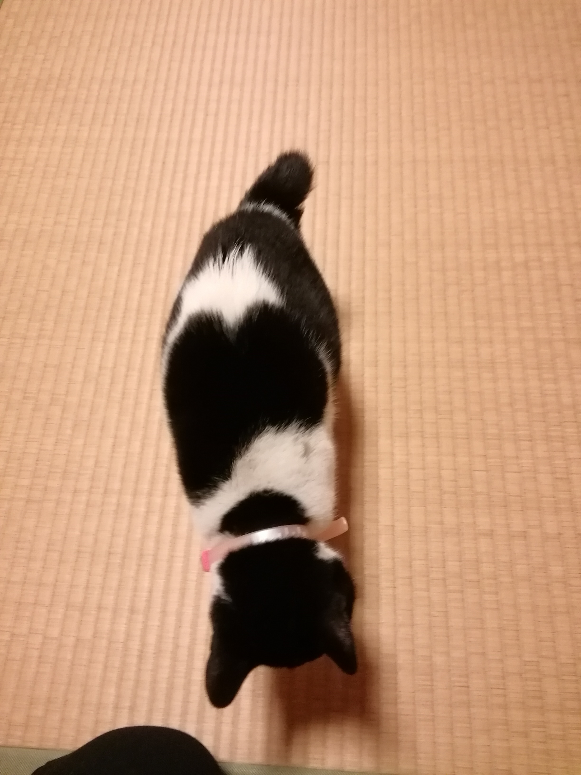 迷い猫保護 白黒 ハチワレ 短い尻尾の猫を保護しております 茨城県那珂市 迷い猫 Net 迷子ペット掲示板サイト